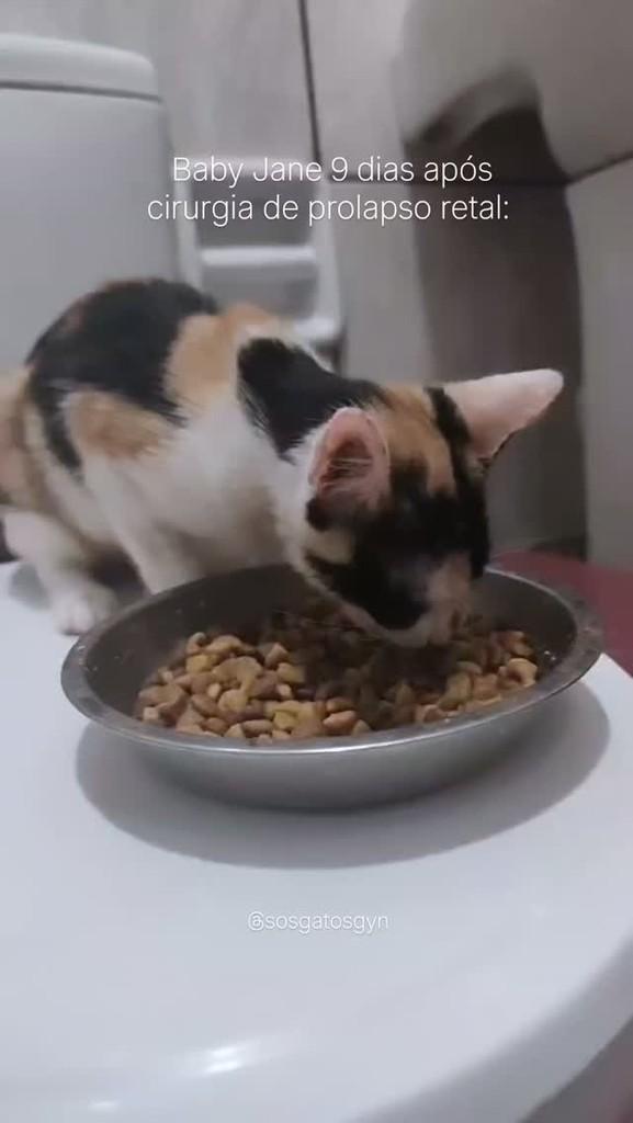 Jane, gato de porte pequeno para adoção em Goiânia - GO