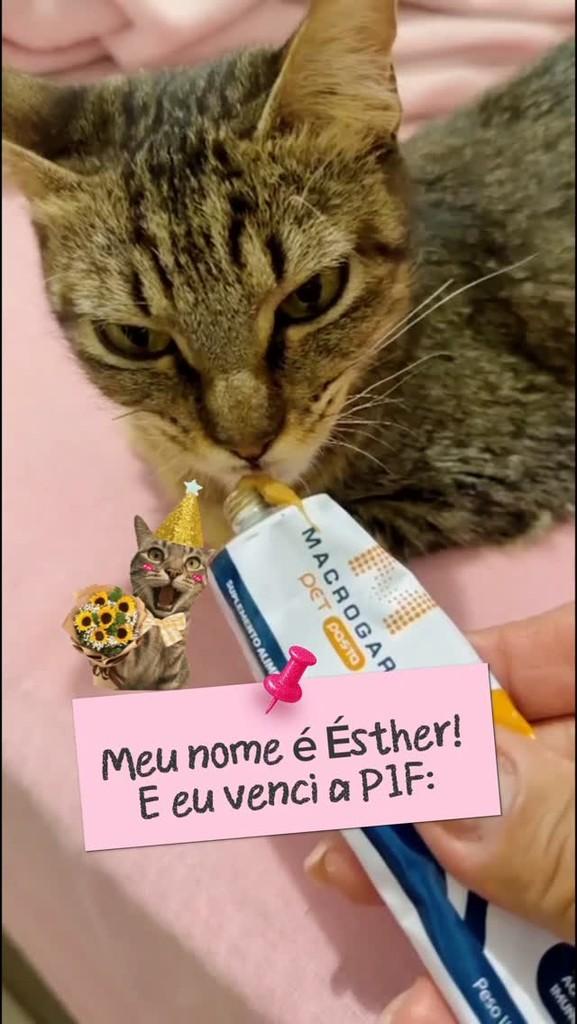 Ésther, gata de porte médio para adoção em Goiânia - GO