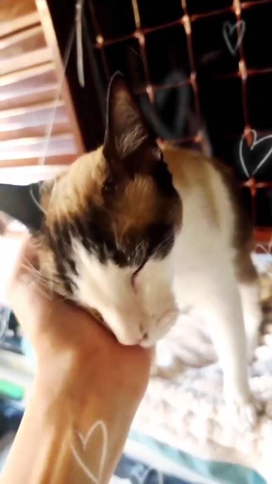 Marco, gato de porte médio para adoção em Goiânia - GO