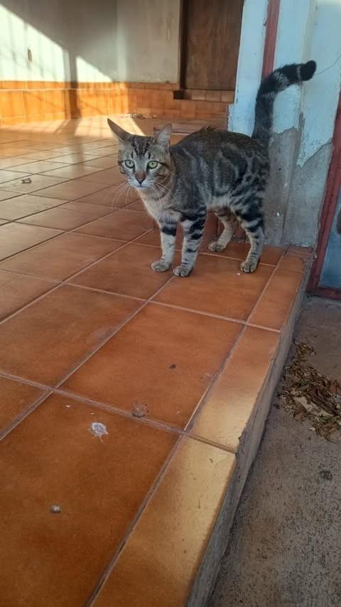 Pedrinho, gato de porte pequeno para adoção em Goiânia - GO