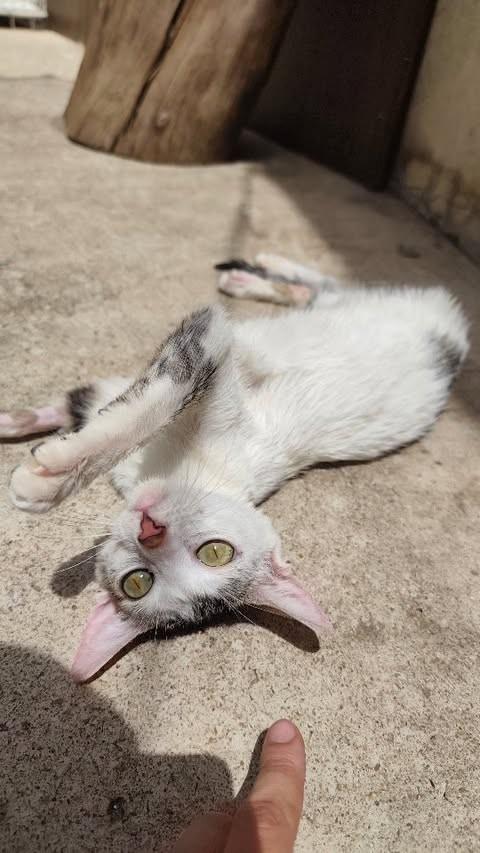 Merlim, gata de porte pequeno para adoção em Goiânia - GO