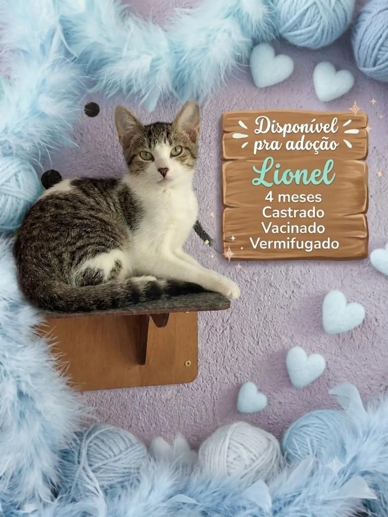 Lionel, gato de porte pequeno para adoção em Ipatinga - MG