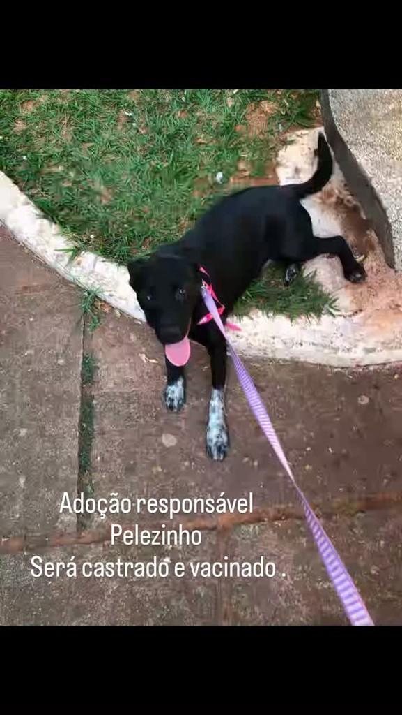 Pelezinho, cachorro de porte pequeno para adoção em Passos - MG