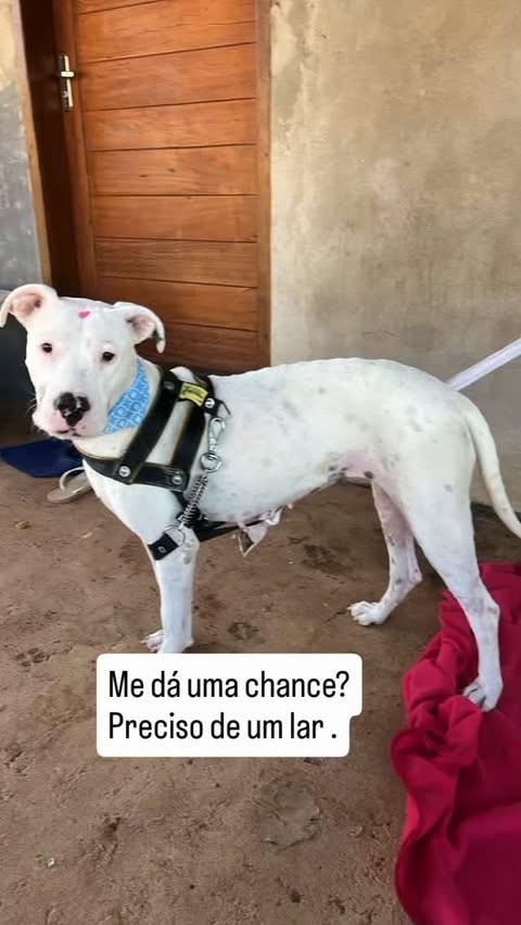 Kitara, cadela de porte médio para adoção em Passos - MG