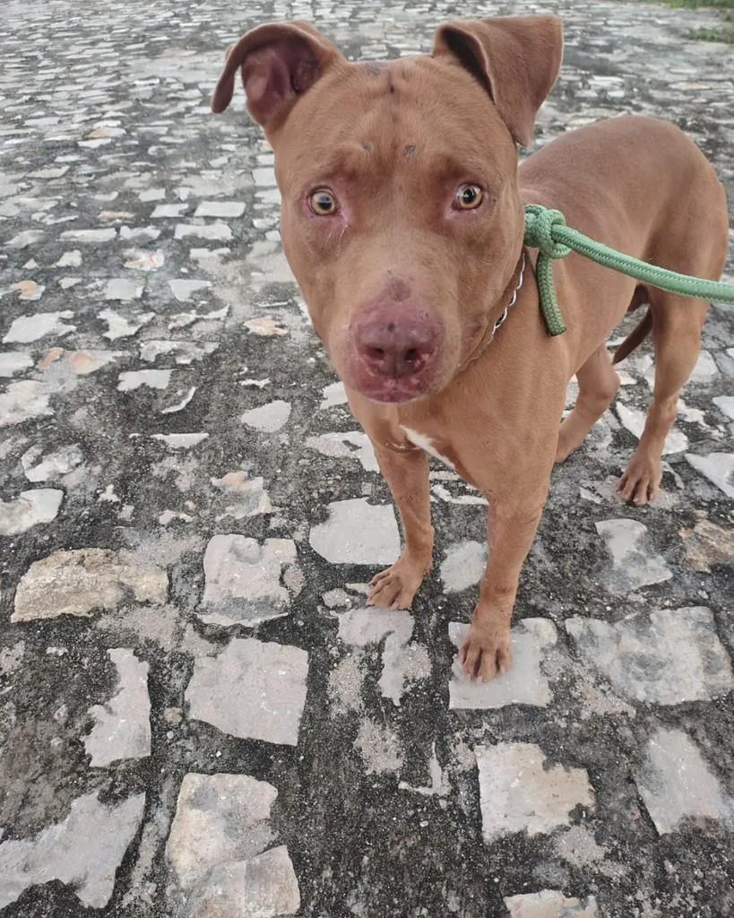 Zé, cachorro de porte grande para adoção em Extremoz - RN