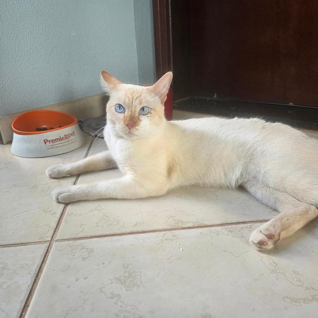 Pudim, gato de porte médio para adoção em Mirassol - SP