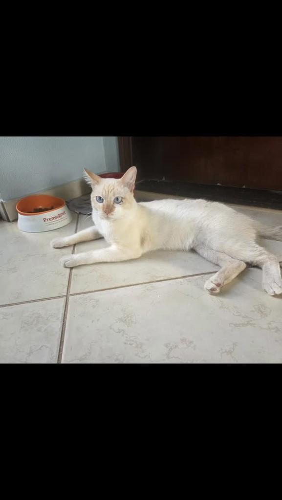 Lindão, gato de porte médio para adoção em Mirassol - SP
