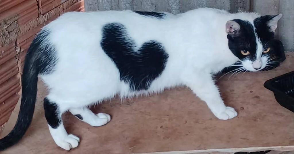 Coração, gata de porte médio para adoção em Mirassol - SP