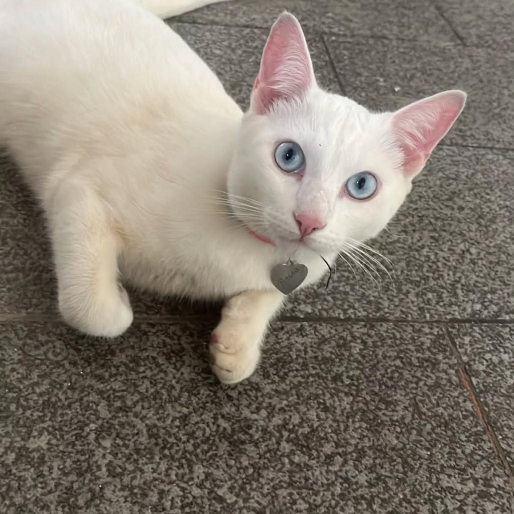 Princesa, gata de porte pequeno para adoção em Mirassol - SP
