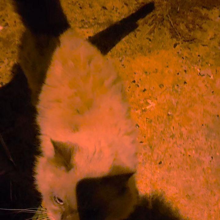 Léo, gato de porte médio para adoção em Mirassol - SP
