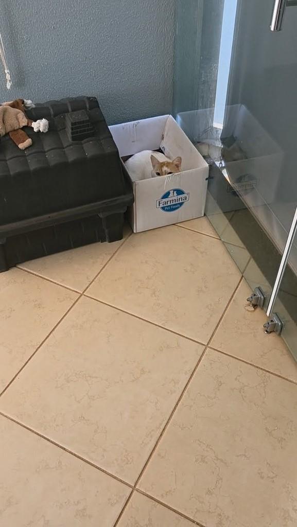 João, gato de porte pequeno para adoção em Mirassol - SP