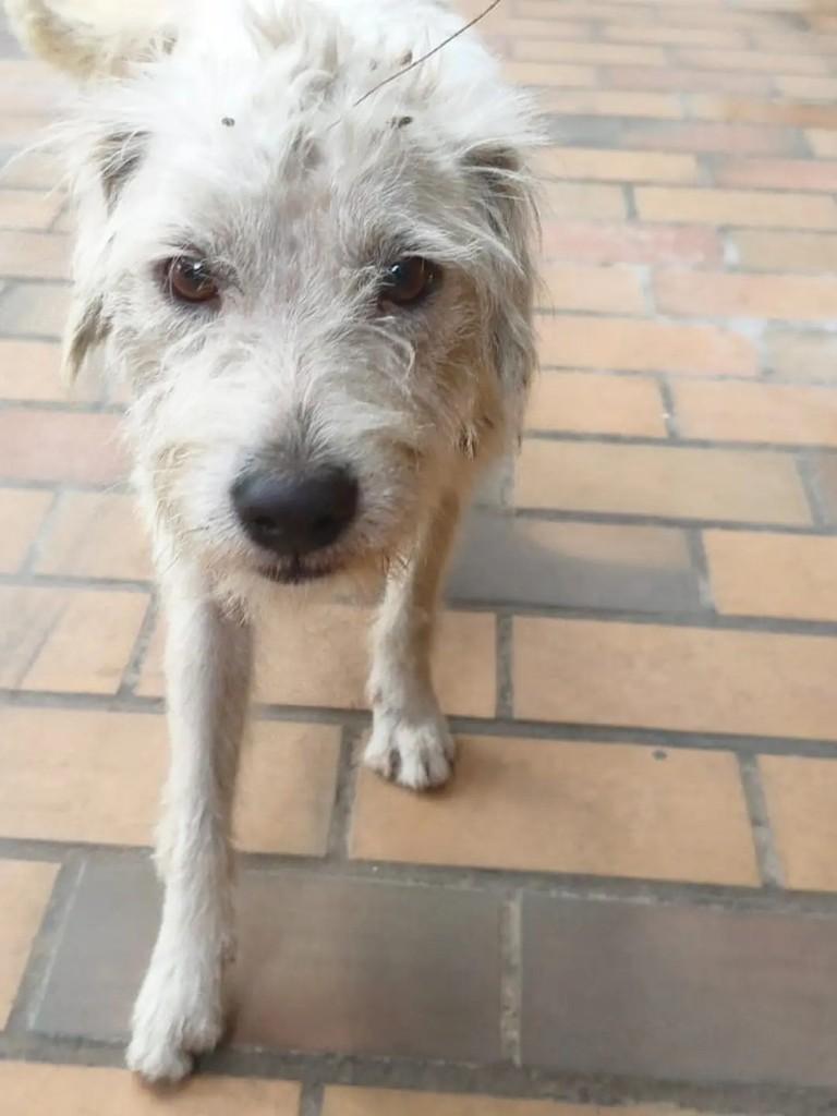 Cornelius, cachorro de porte pequeno para adoção em Vila Velha - ES