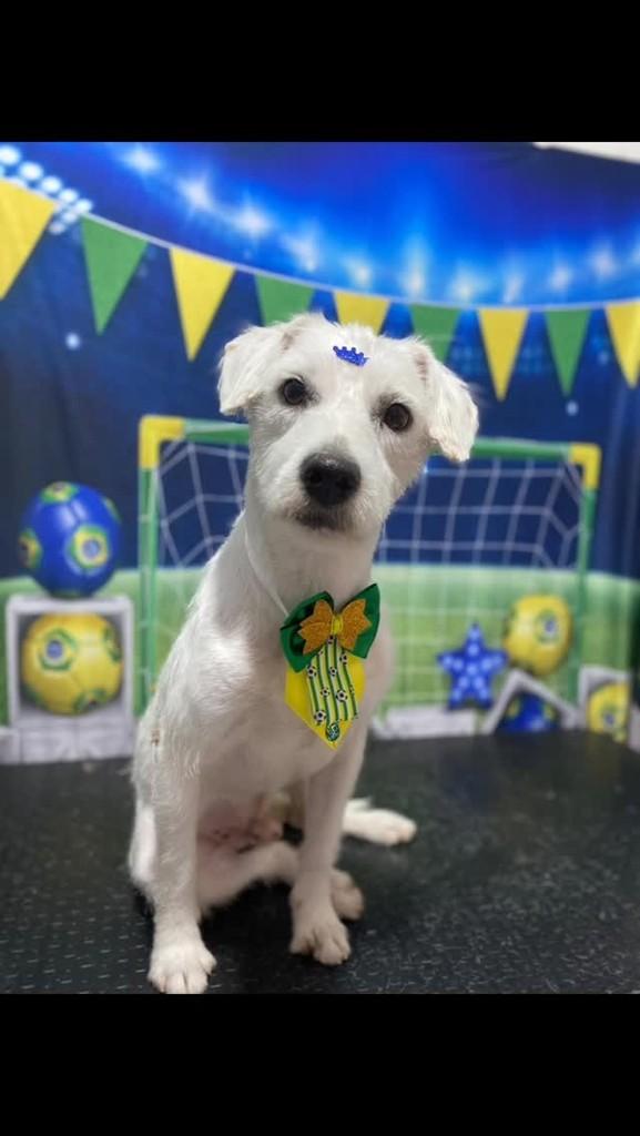 Carmelius, cachorro de porte pequeno para adoção em Vitória - ES