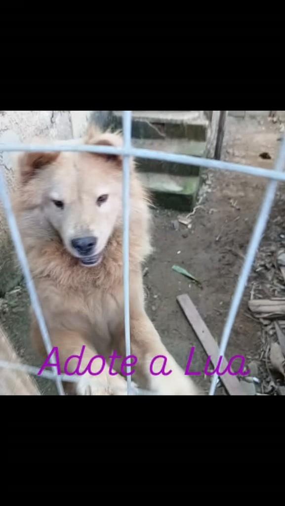 Sos, cachorro de porte grande para adoção em Vila Velha - ES