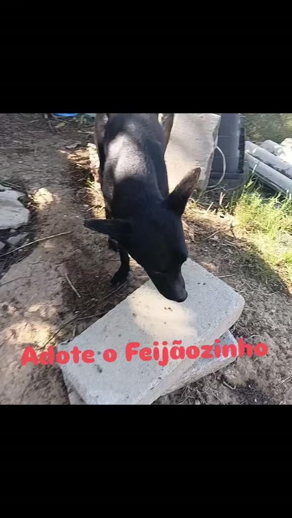 Feijãozinho, cachorro de porte pequeno para adoção em Vila Velha - ES