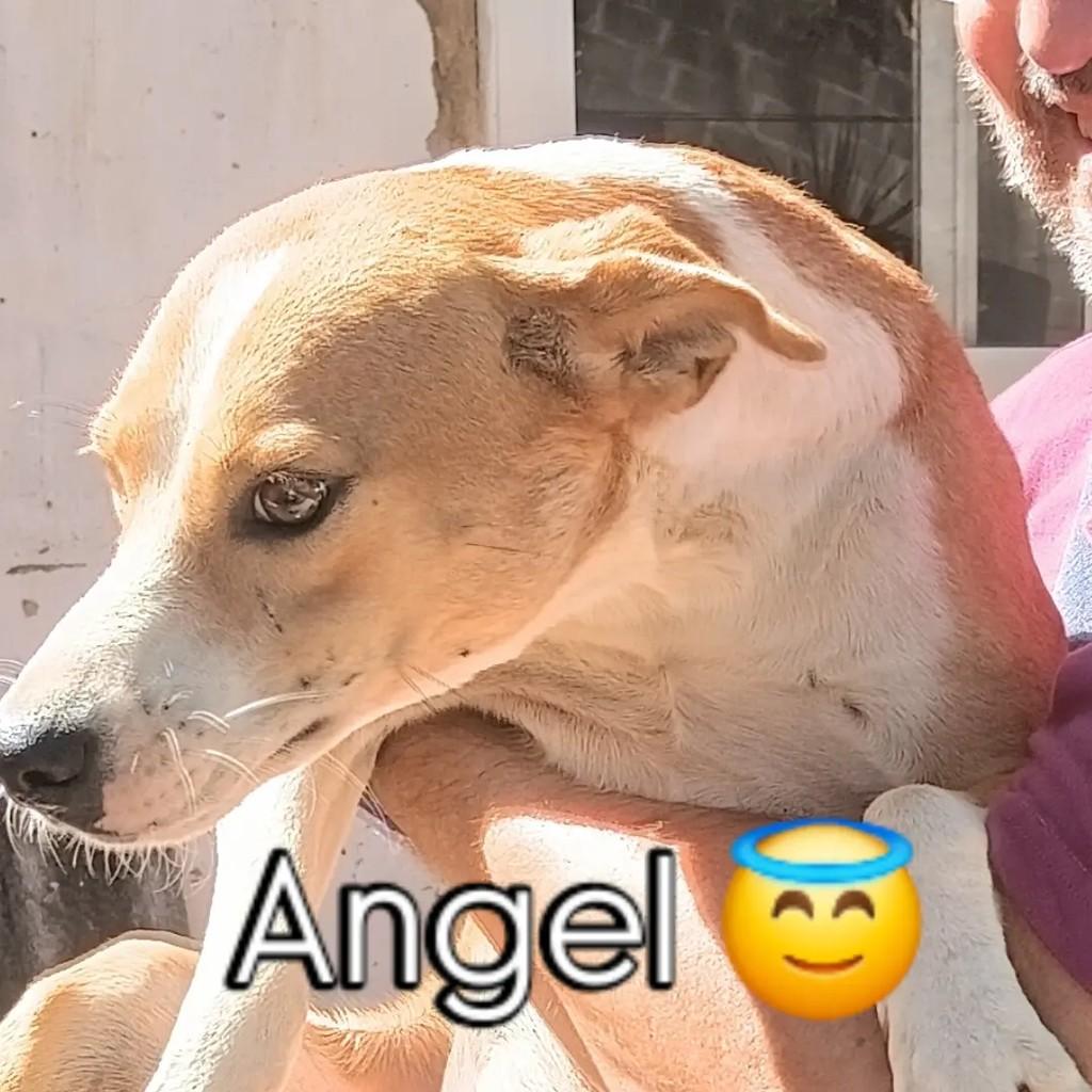 Angel, cachorro de porte médio para adoção em Vila Velha - ES