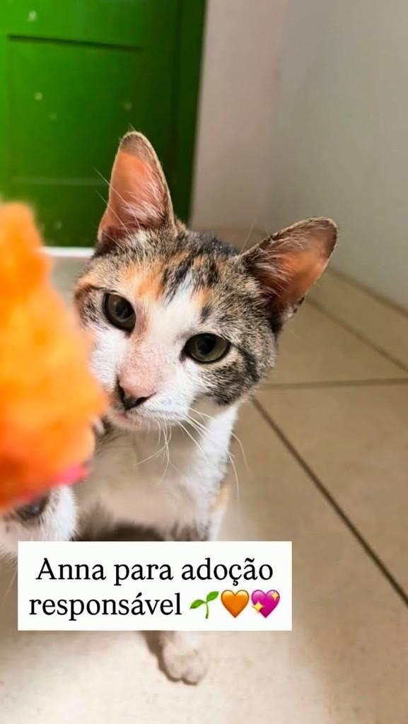 Anna, gata de porte pequeno para adoção em Goiânia - GO