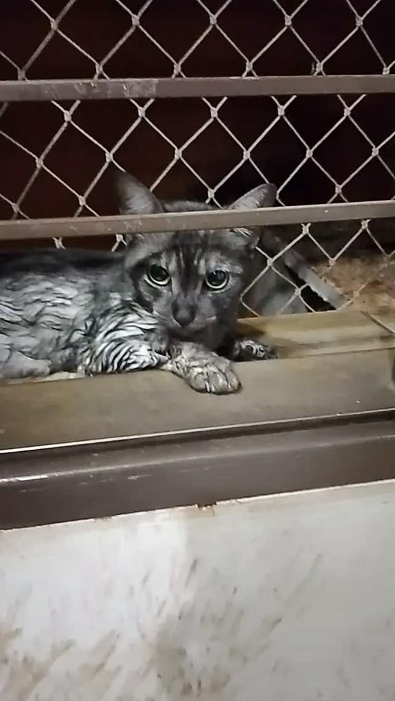 Dina Esmeraldina, gata de porte pequeno para adoção em Goiânia - GO