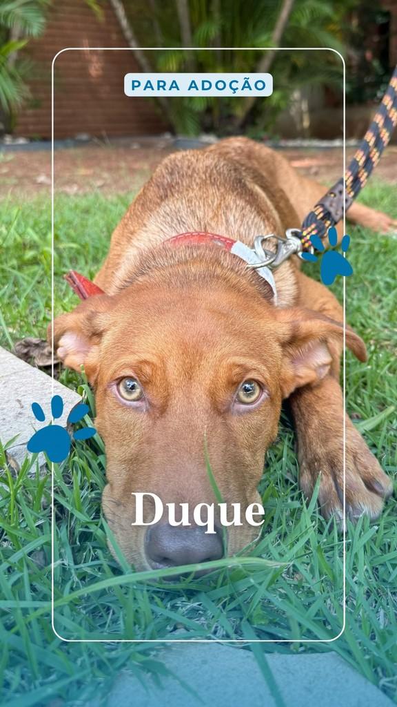 Duque, cachorro de porte médio para adoção em Santana de Parnaíba - SP