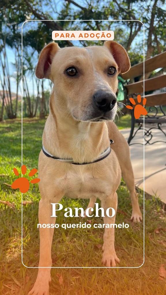 Pancho, cachorro de porte médio para adoção em Santana de Parnaíba - SP
