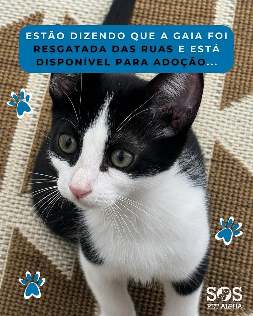 Gaya, gato para adoção em Santana de Parnaíba - SP