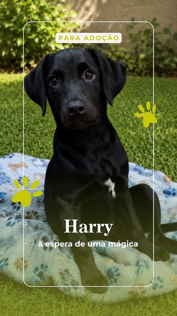 Harry, cachorro para adoção em Santana de Parnaíba - SP