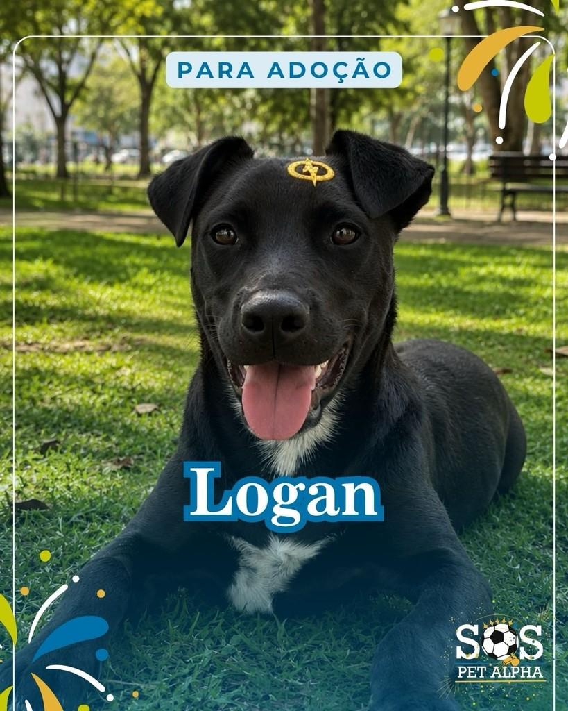 Logan, cachorro de porte médio para adoção em Santana de Parnaíba - SP