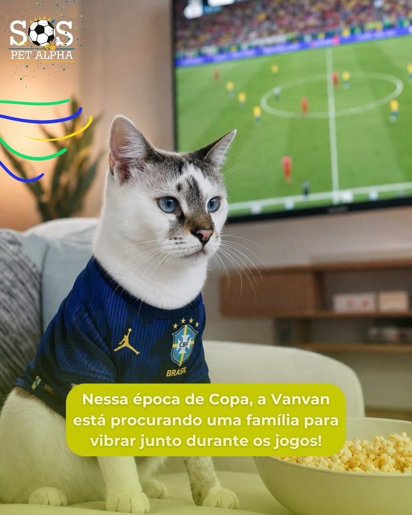 Vanvan, gata de porte pequeno para adoção em Santana de Parnaíba - SP