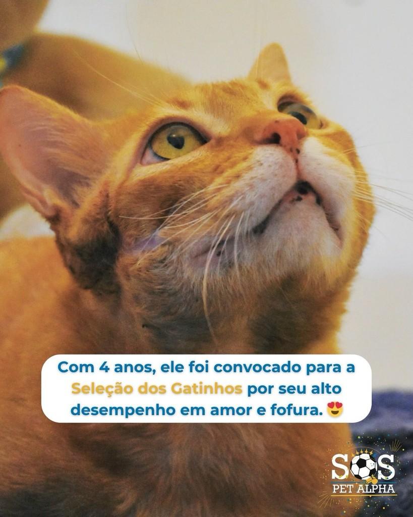 Yellow, gato para adoção em Santana de Parnaíba - SP