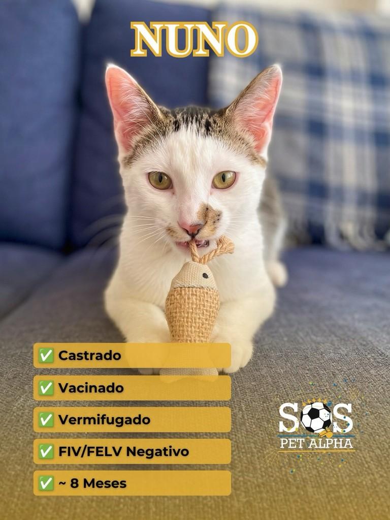 Nuno, gato de porte pequeno para adoção em Santana de Parnaíba - SP