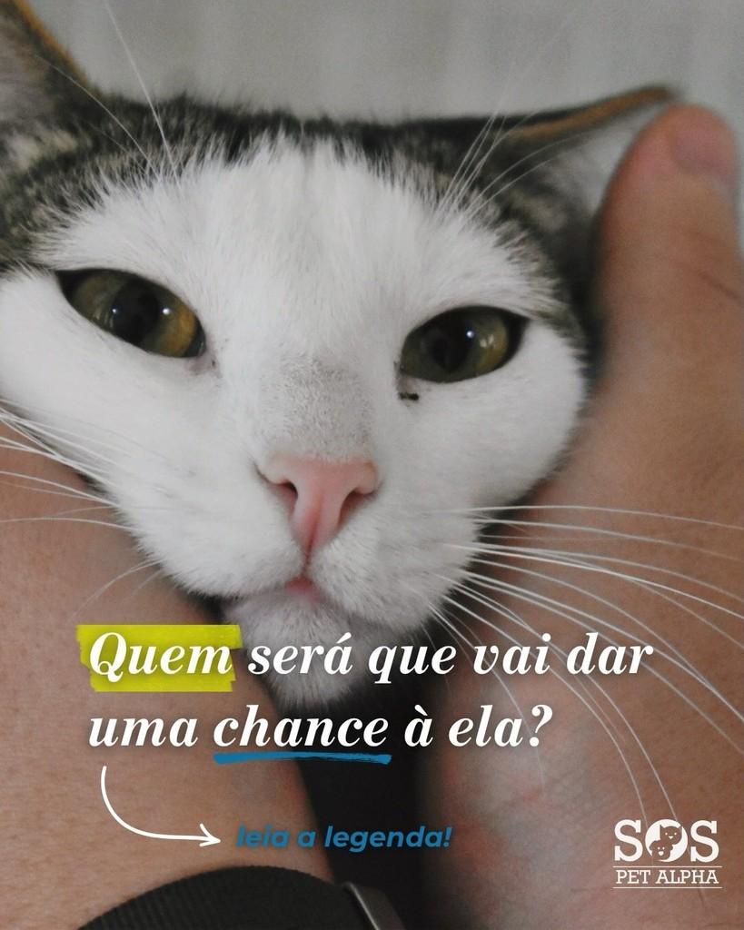 Zezinha, gata de porte pequeno para adoção em Santana de Parnaíba - SP