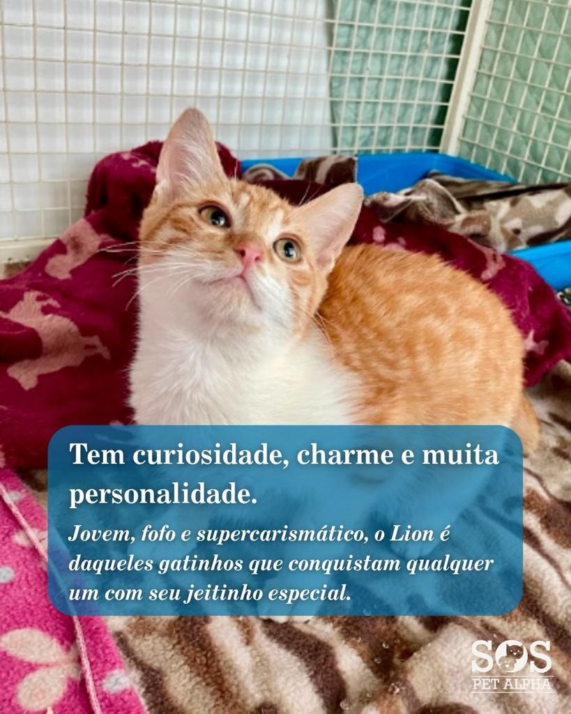 Lion, gato de porte pequeno para adoção em Santana de Parnaíba - SP