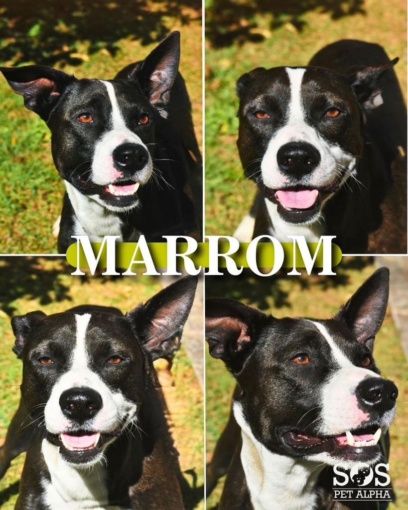 Marrom, cachorro de porte médio para adoção em Santana de Parnaíba - SP
