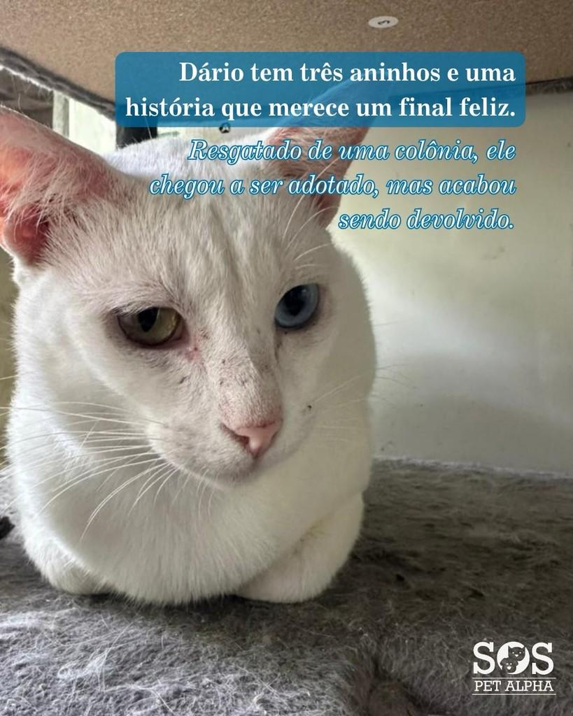 Dário, gato para adoção em Santana de Parnaíba - SP