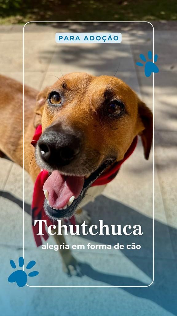 Tchutchuca, cadela de porte médio para adoção em Santana de Parnaíba - SP