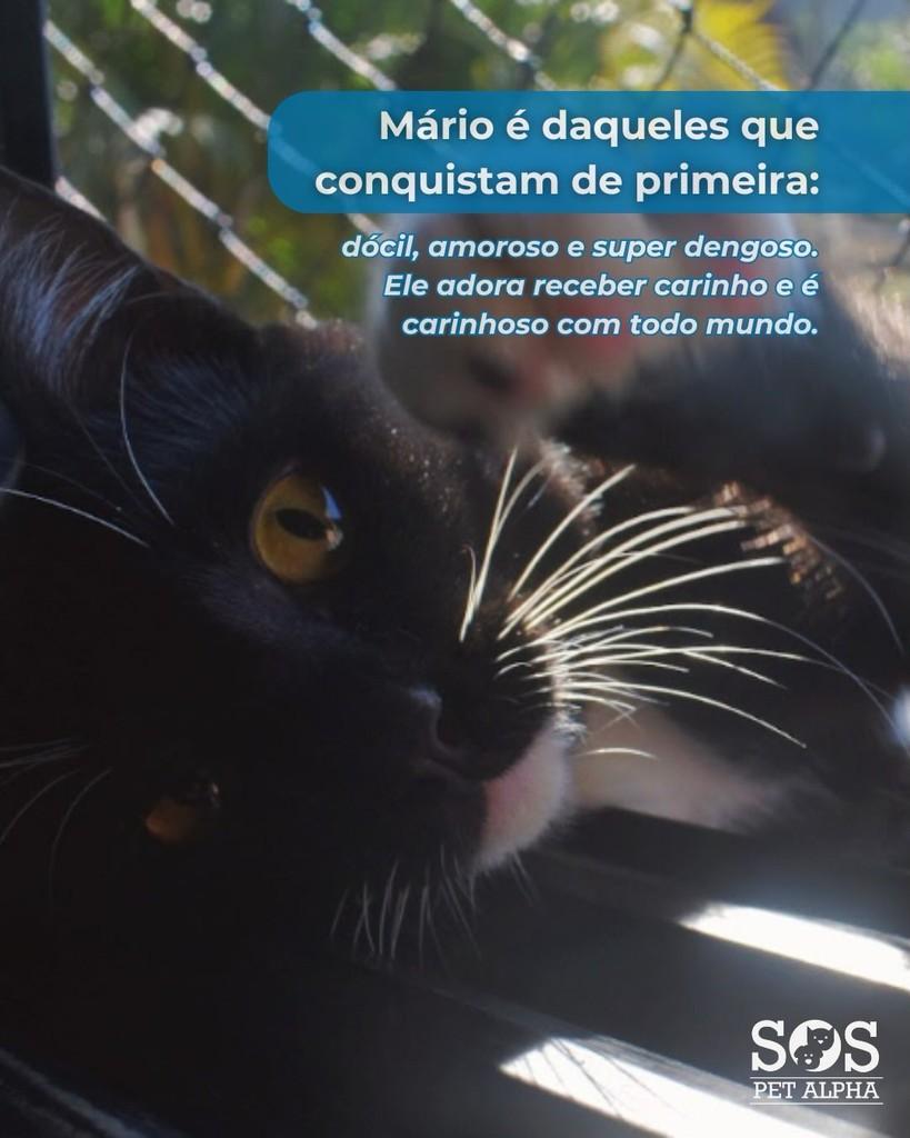 Mário, gato para adoção em Santana de Parnaíba - SP