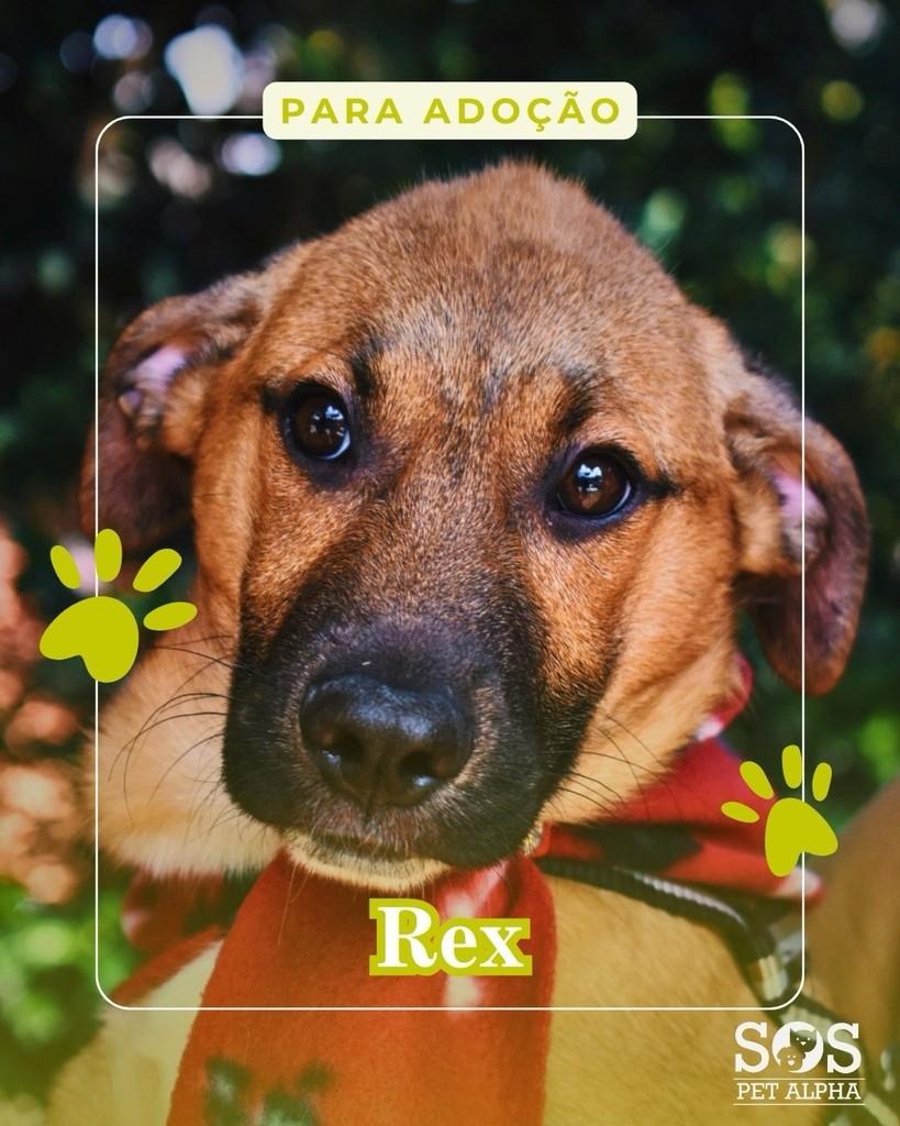 Rex, cachorro de porte pequeno para adoção em Santana de Parnaíba - SP