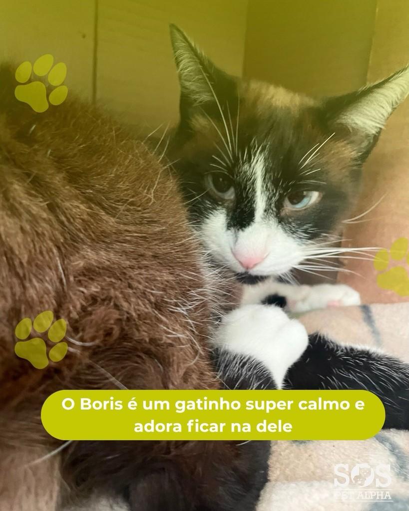 Boris, gato de porte médio para adoção em Santana de Parnaíba - SP