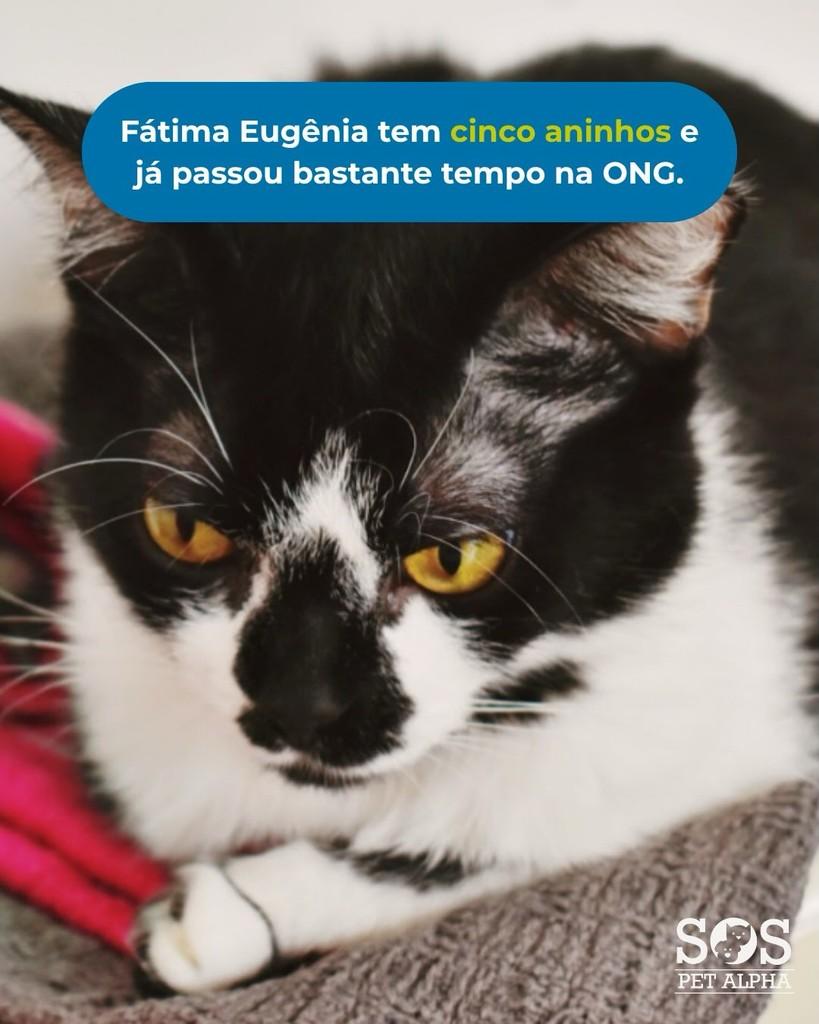 Fátima Eugênia, gata de porte médio para adoção em Santana de Parnaíba - SP