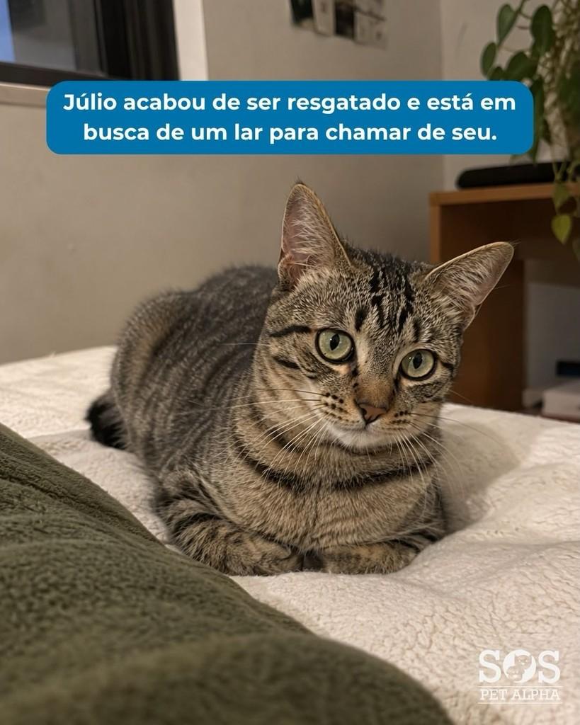 Júlio, gato de porte pequeno para adoção em Santana de Parnaíba - SP