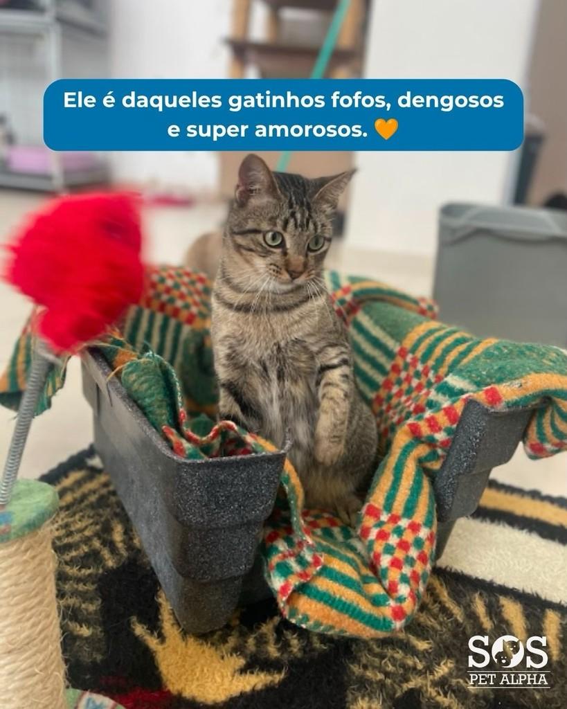 Júlio, gato de porte pequeno para adoção em Santana de Parnaíba - SP — foto 2 de 2