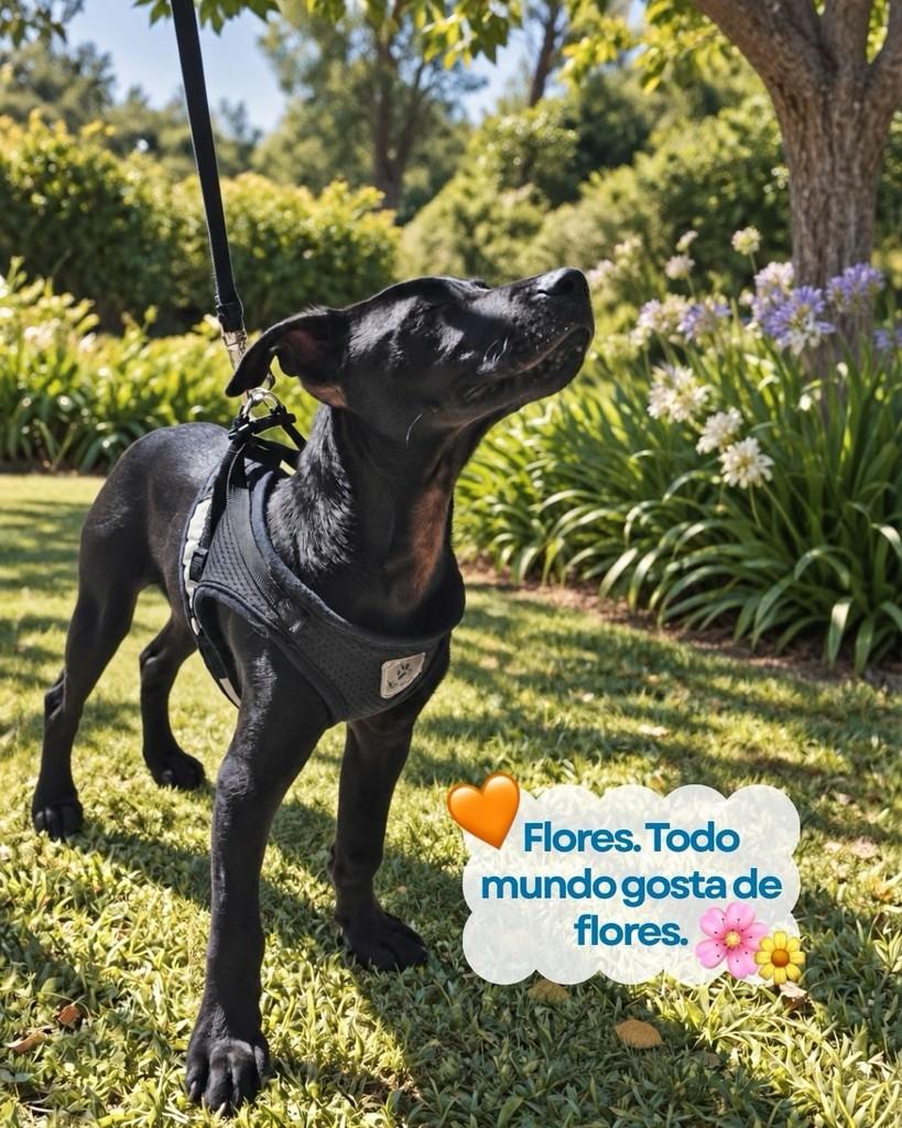 Mike, cachorro de porte pequeno para adoção em Santana de Parnaíba - SP