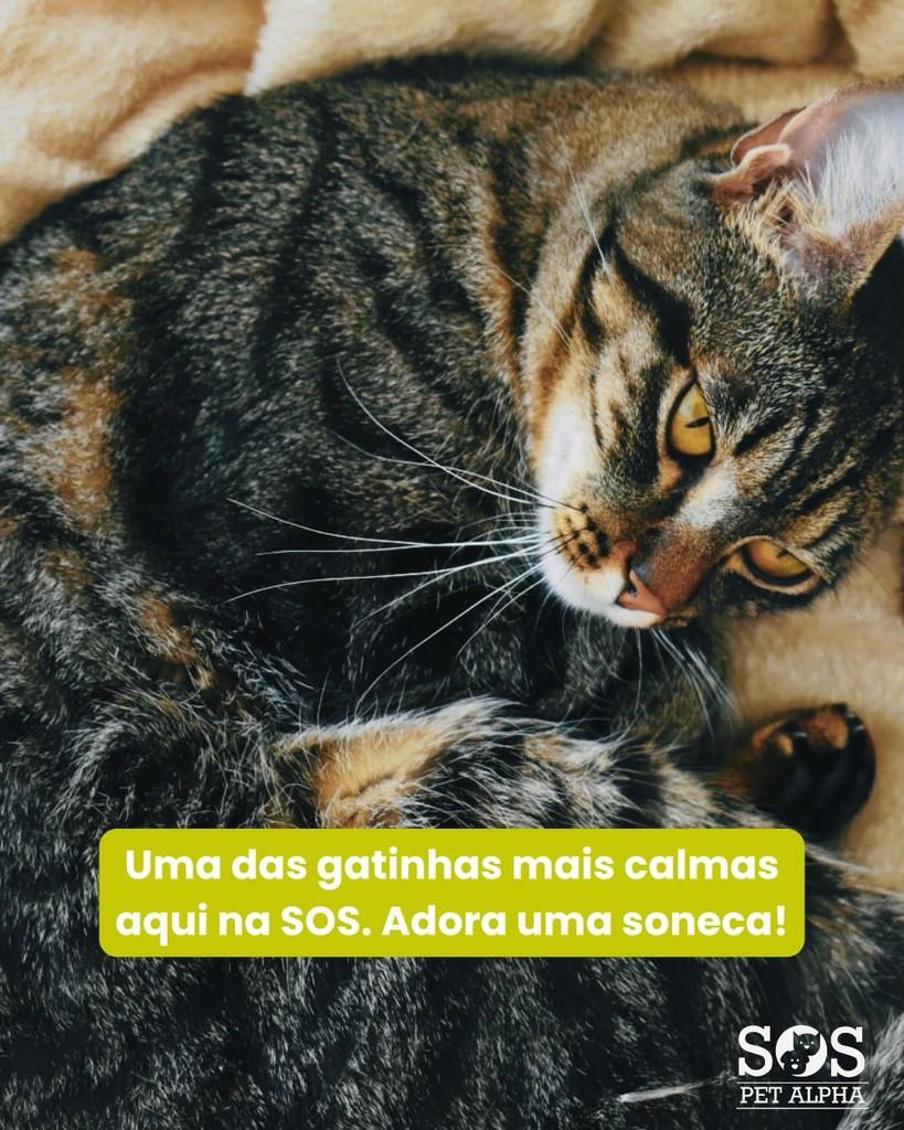 Belinha, gata de porte médio para adoção em Santana de Parnaíba - SP