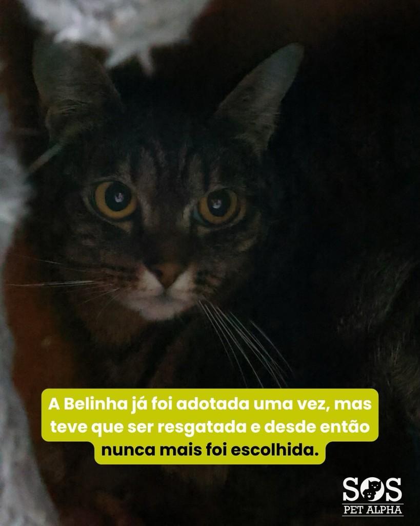 Belinha, gata de porte médio para adoção em Santana de Parnaíba - SP — foto 2 de 2