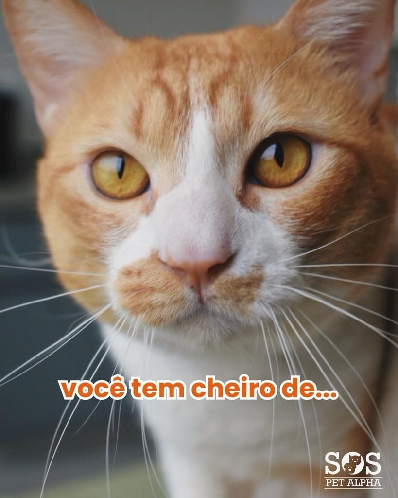 Dumdum, gato de porte médio para adoção em Santana de Parnaíba - SP