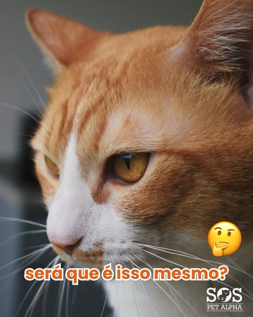 Dumdum, gato de porte médio para adoção em Santana de Parnaíba - SP — foto 2 de 3