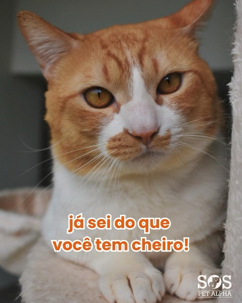 Dumdum, gato de porte médio para adoção em Santana de Parnaíba - SP — foto 3 de 3