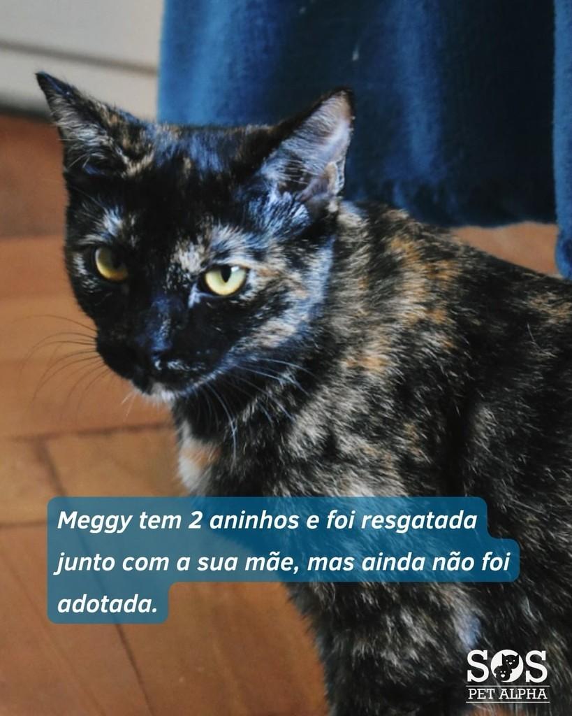 Meggy, gata de porte pequeno para adoção em Santana de Parnaíba - SP