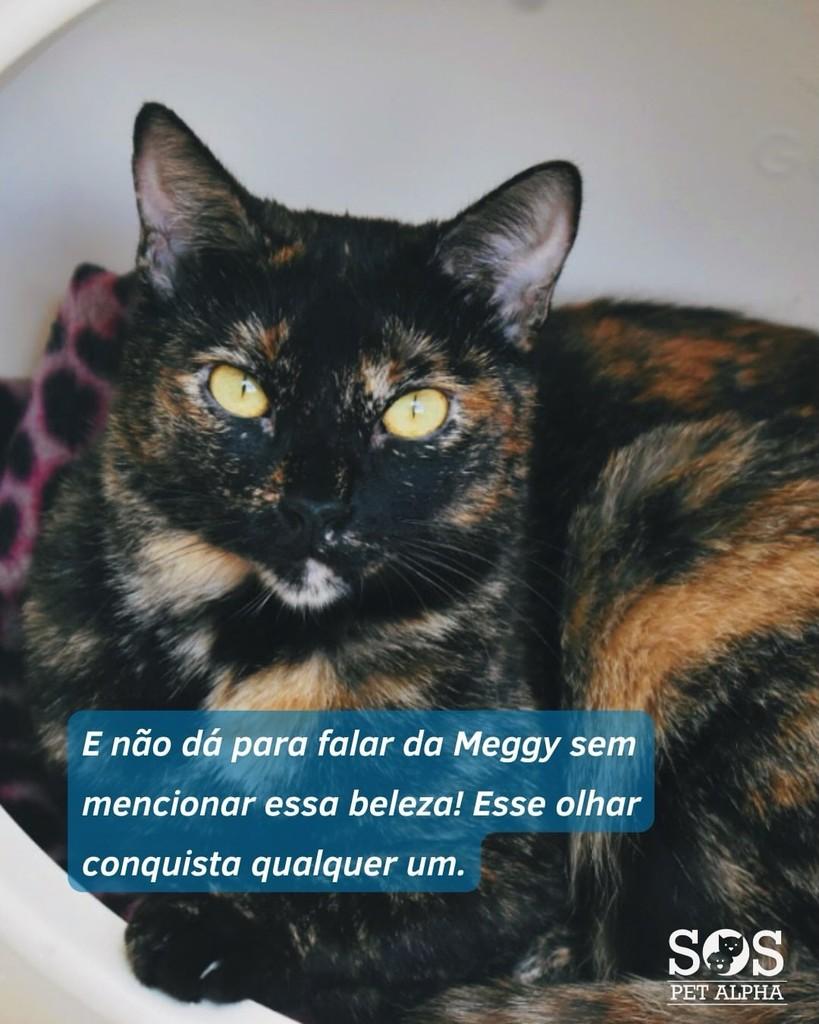 Meggy, gata de porte pequeno para adoção em Santana de Parnaíba - SP — foto 2 de 2