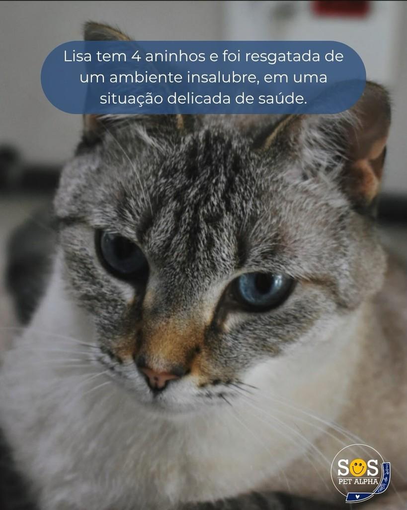 Lisa, gata de porte médio para adoção em Santana de Parnaíba - SP